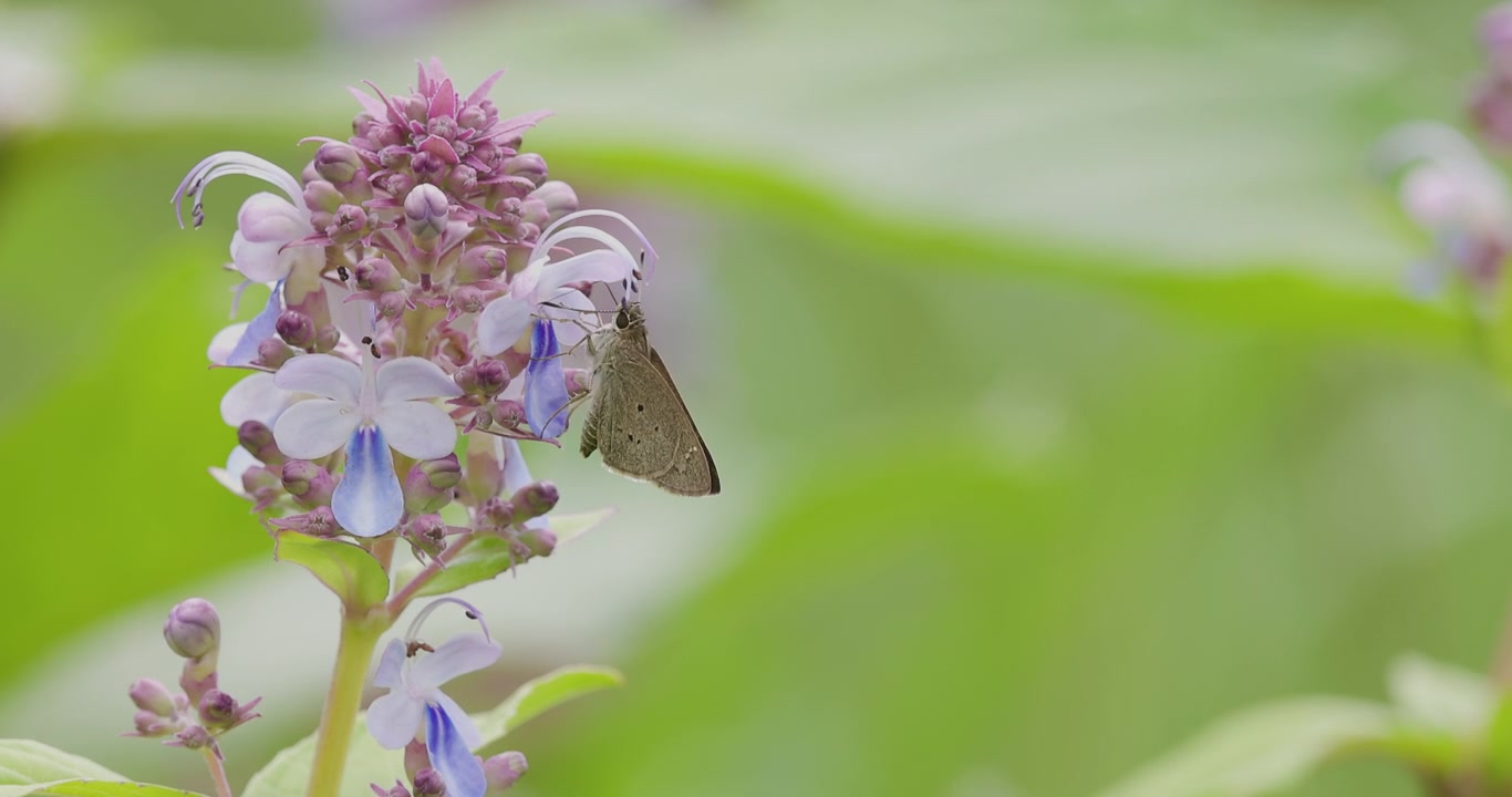 Skipper butterfly drinking nectar in purple bloom; slow motion monsoon morning macro