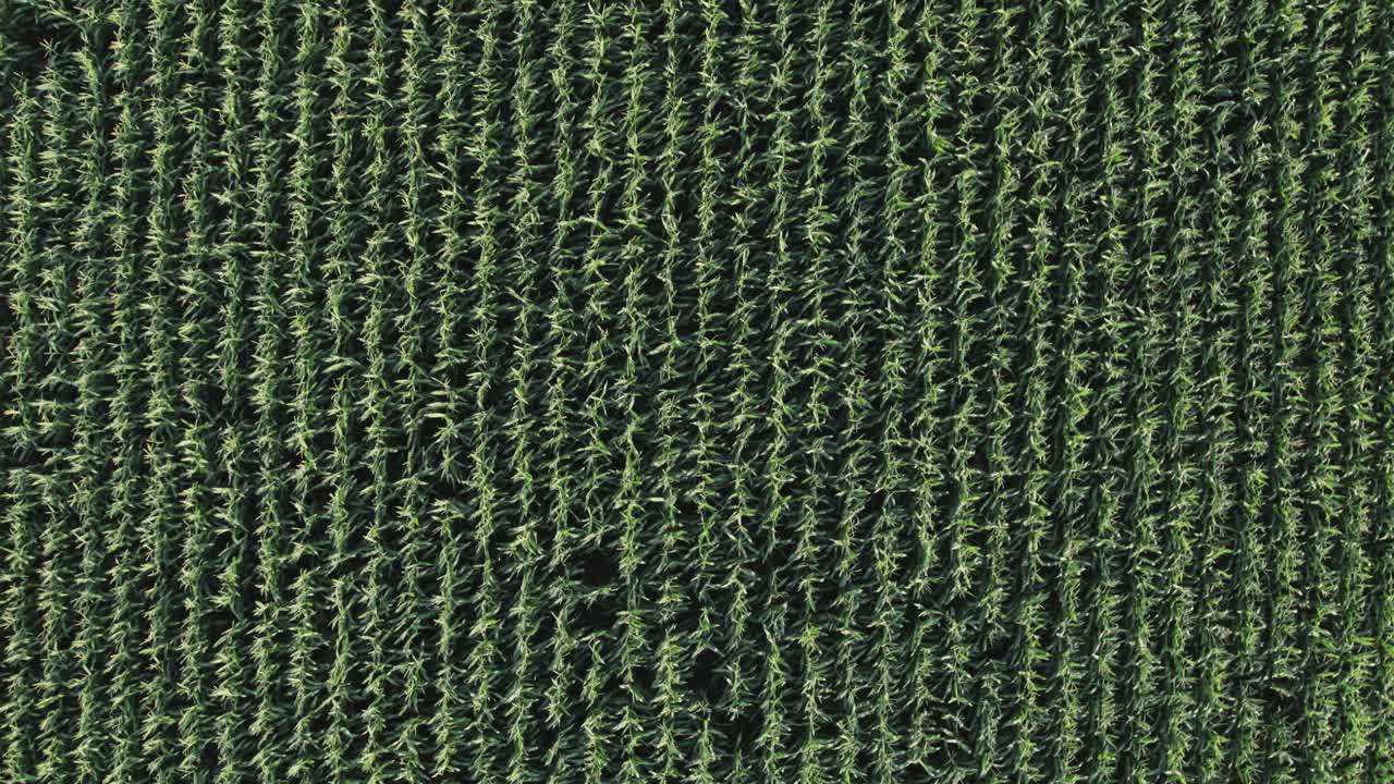 interminables filas de maíz, desde el aire hacia abajo. versátil, fondo