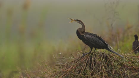 snake bird or oriental darter ' beak stuck with fishing net