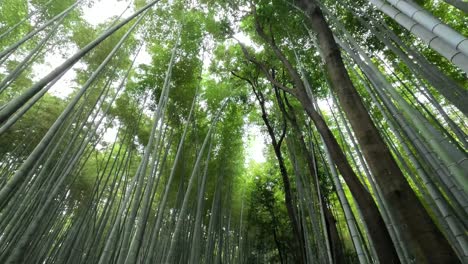 Bosque-De-Bambú-De-Arashiyama-En-Kyoto,-Japón