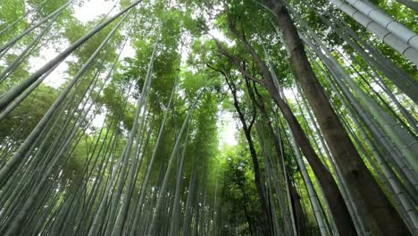 arashiyama bamboo forest in kyoto, japan