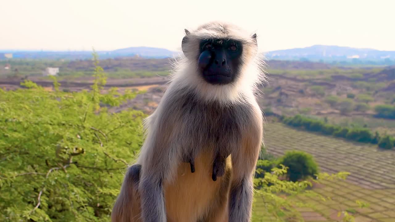 mono langur gris con un tumor en la cara mirando alrededor