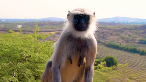 gray langur monkey with a tumor on face looking around