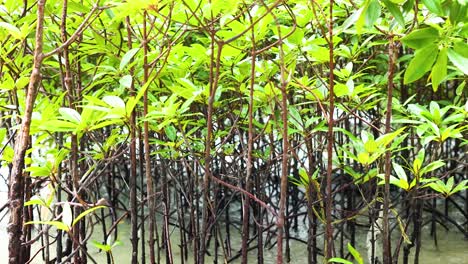 los exuberantes manglares prosperan en las aguas costeras del cangrejo