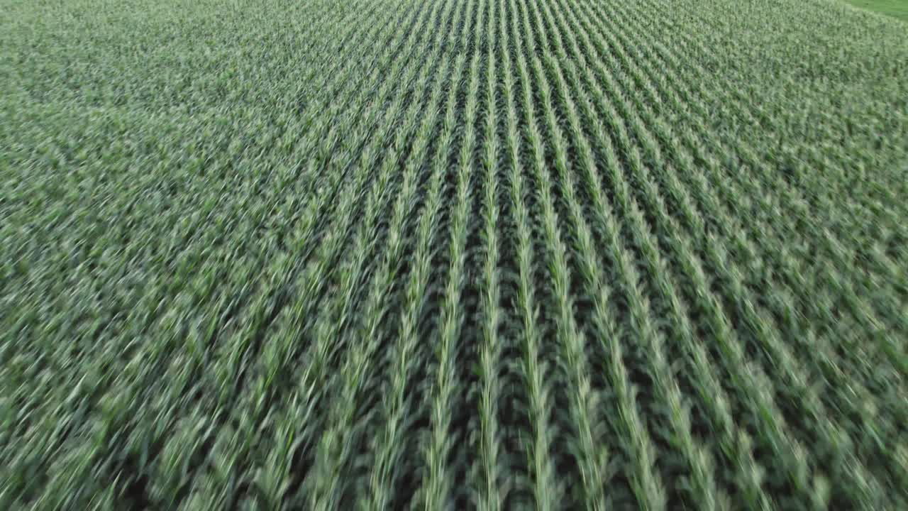 Fast dynamic low altitude flight across maize field