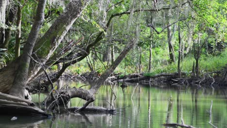 Paseos-En-Bote-En-Un-Oscuro-Y-Misterioso-Pantano-Con-Musgo-De-Ciprés-Colgando-Y-Un-Espeso-Dosel-Forestal