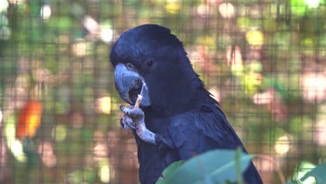 Red-tailed-Black-cockatoo,-calyptorhynchus-banksia-in-an-enclosed-environment,-holding-a-wooden-stick-with-its-claw,-grinding-on-with-its-beak,-close-up-shot