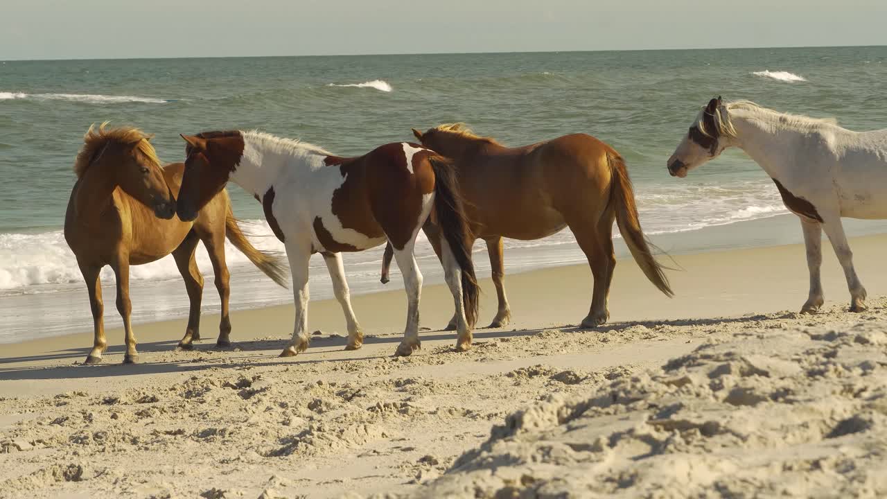 quatro cavalos brincando na praia