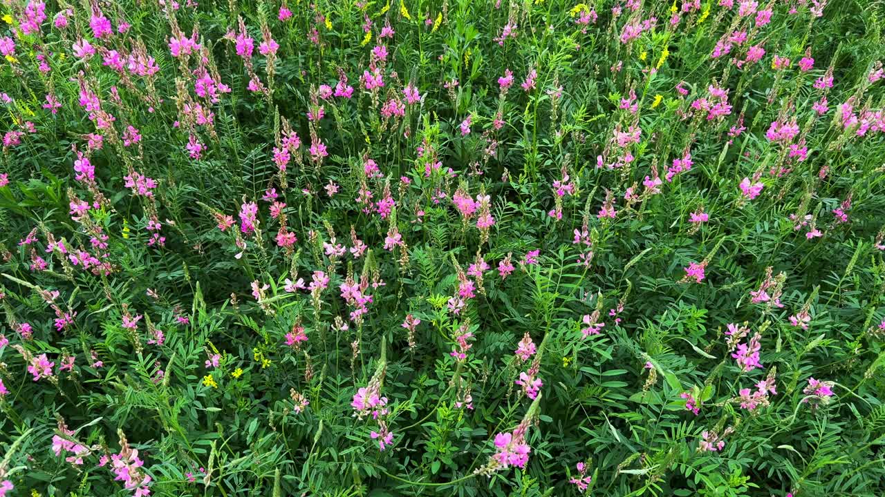 A Vibrant Display of Wildflowers in Full Bloom: Capturing the Beauty of Pink Blossoms Amidst Lush Greenery in a Serene Natural Setting