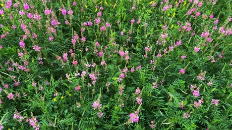 a vibrant display of wildflowers in full bloom: capturing the beauty of pink blossoms amidst lush greenery in a serene natural setting
