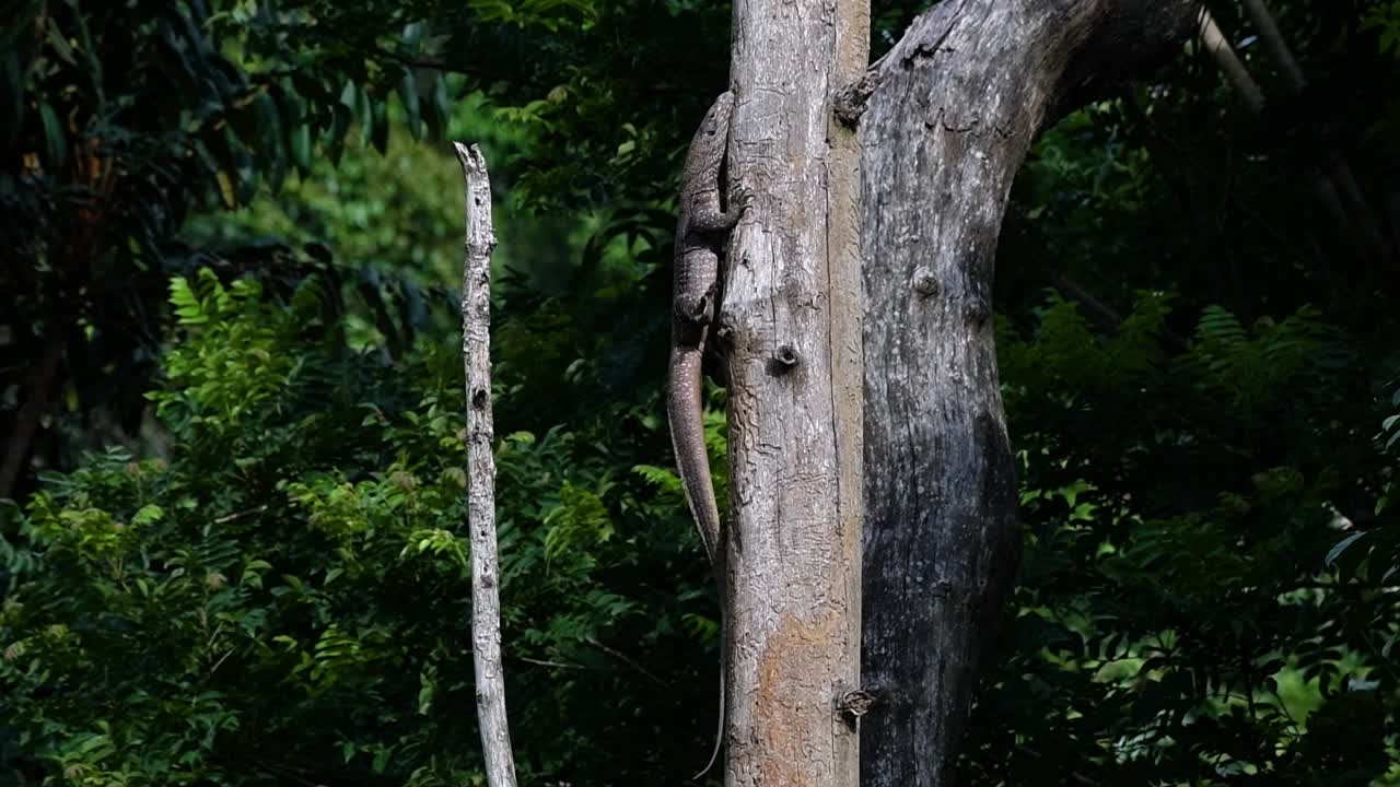 облачная ящерица-монитор обитает в таиланде и других странах азии