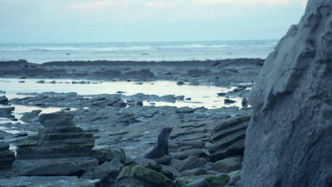 captivating wide shot of a curious seal exploring its surroundings