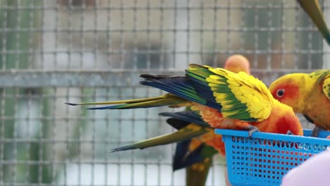 a group of colorful sun conures gather around a blue basket, showcasing their vibrant feathers.