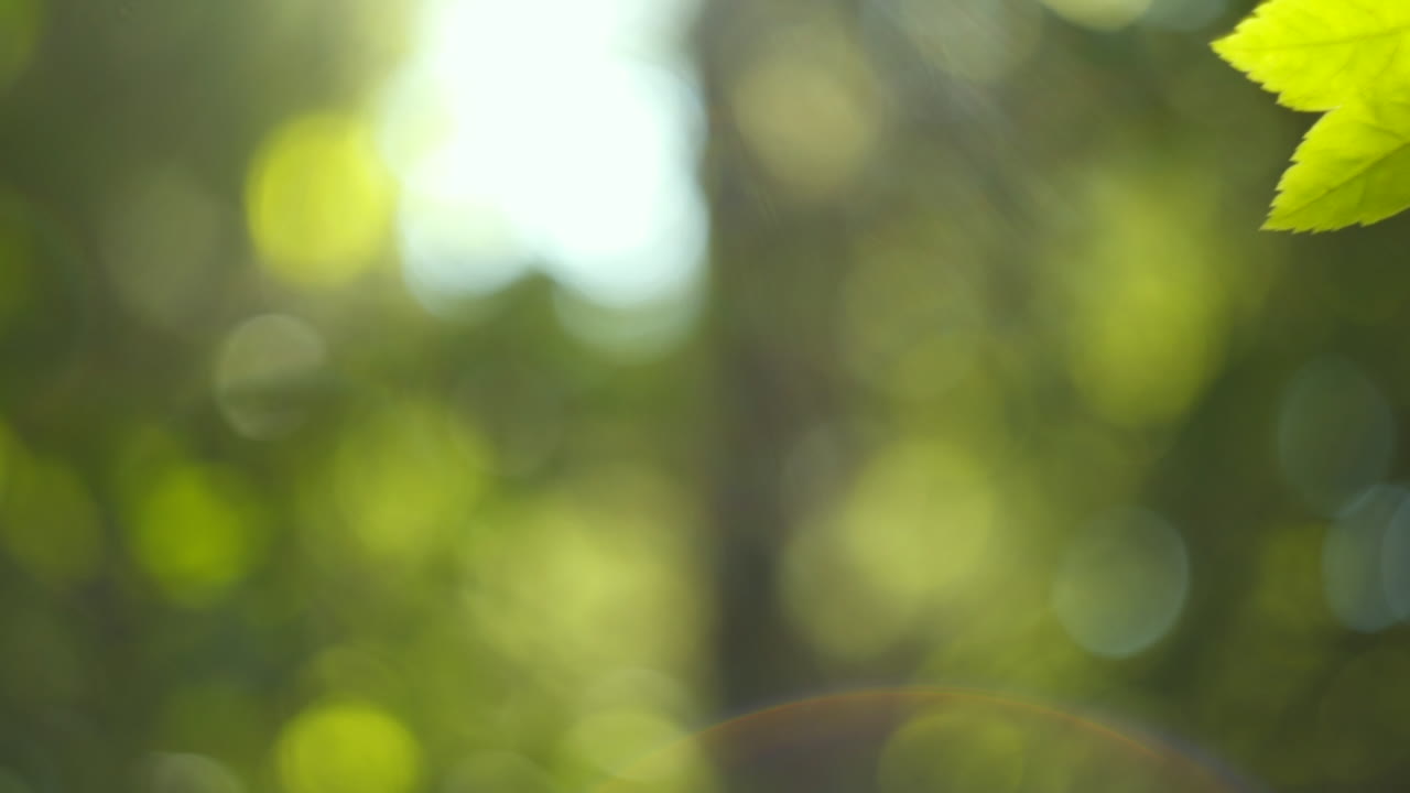 Extreme Shallow Focus of Leaves Reflecting a Stream of Water. Camera Moving from Leaves to Radial Blur.