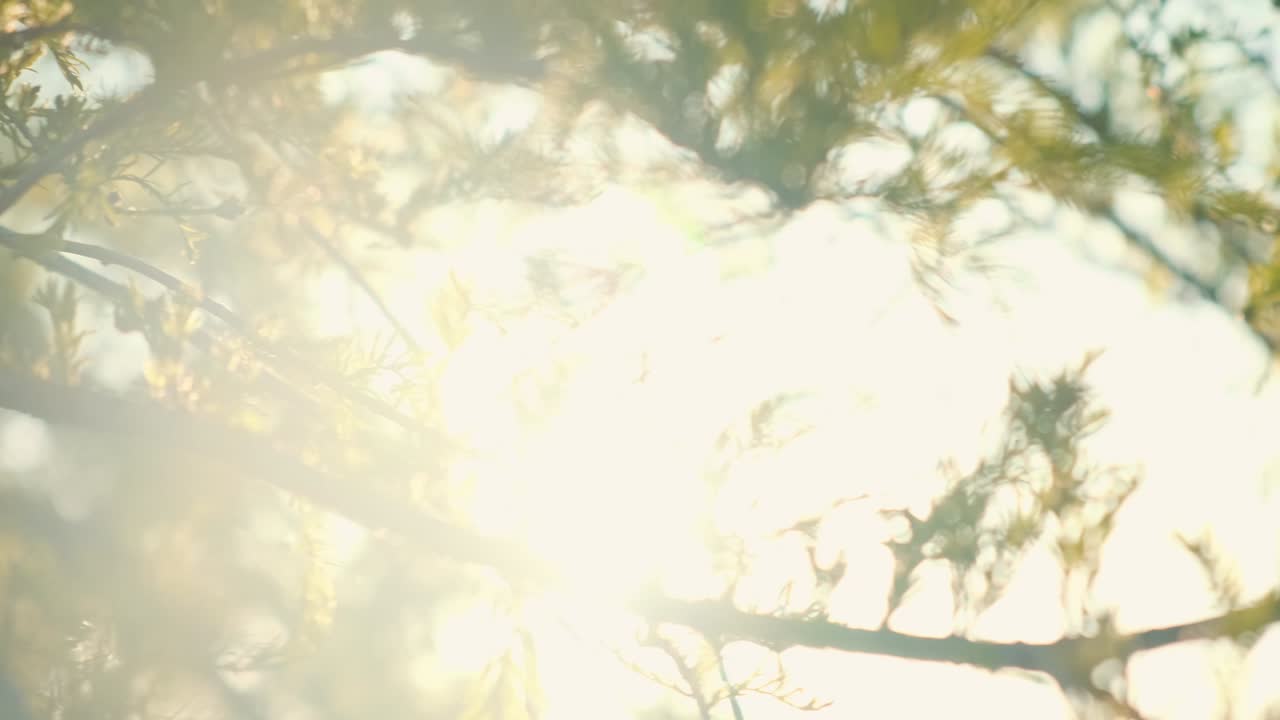 Blurry view of branches and leaves of tree with sunlight filtering out of canopy