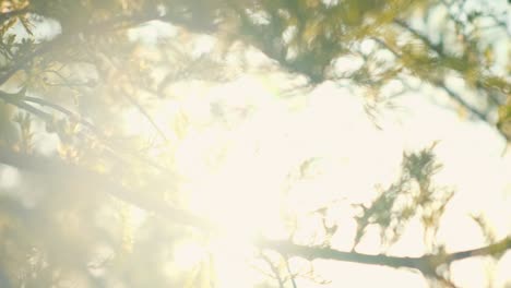 blurry view of branches and leaves of tree with sunlight filtering out of canopy