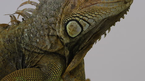 iguana verde inclinándose hacia abajo desde la cabeza hasta las fauces hasta las garras - aislado en fondo blanco