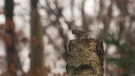 small crested tit look down towards ground from tree stub and fly out of frame