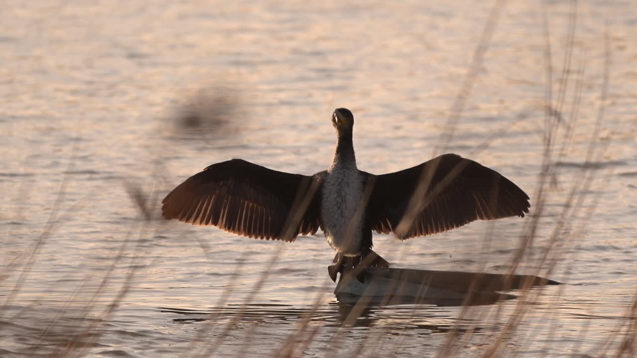 Cormorant stands with wings outstretched at sunset, drying in breeze after diving for fish, slow motion.
