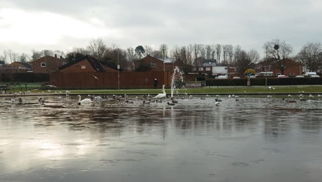 Birds-on-frozen-lake