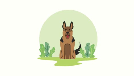 mascota del pastor alemán en la animación de la hierba