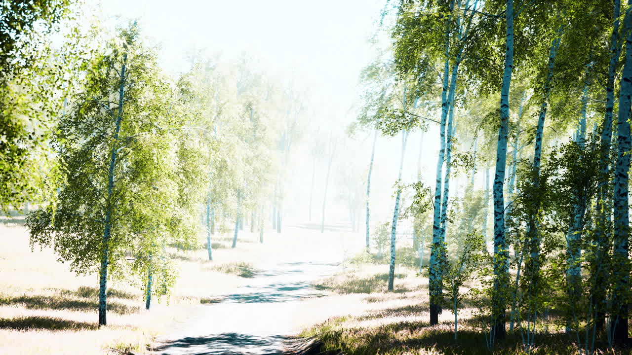 아침 햇빛에 자작나무 숲