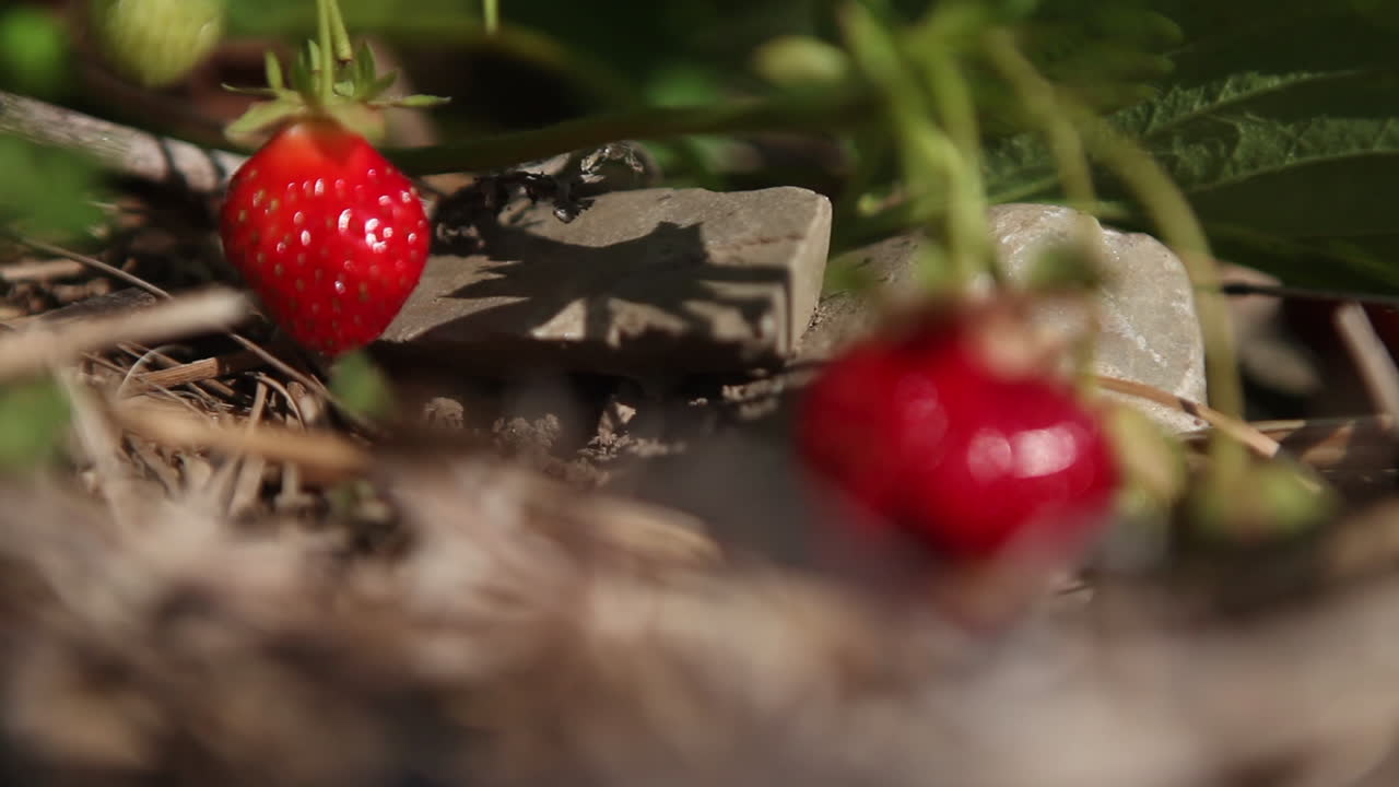 들판에서 자라는 딸기