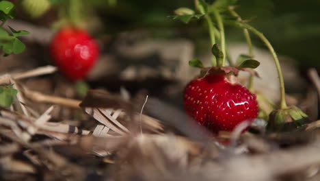 strawberries grow in a field