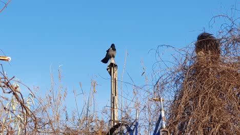 crow tempelhof flughafen berlin germany hd 6 sec.mp4