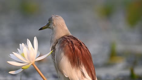 Closeup-of-Indian-pond-Heron-in-Sunrise-with-Water-lily-Flower