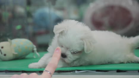 pequeño perro juega en la ventana en la tienda corea del sur