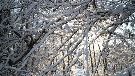 white snow covered the branches of a tree while some snow is melting due to the sun and falling down