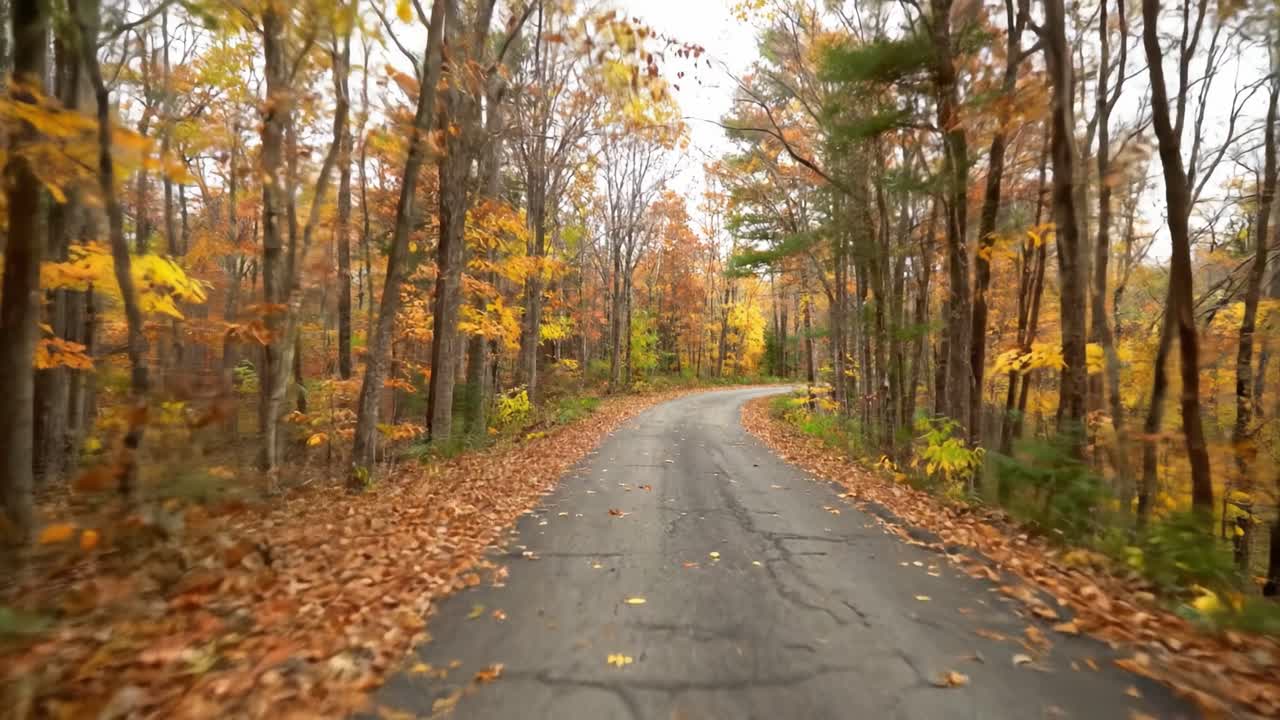 Stroll along a charming road that twists through a forest bursting with colorful autumn leaves. The peaceful atmosphere invites reflection and appreciation of nature’s beauty.