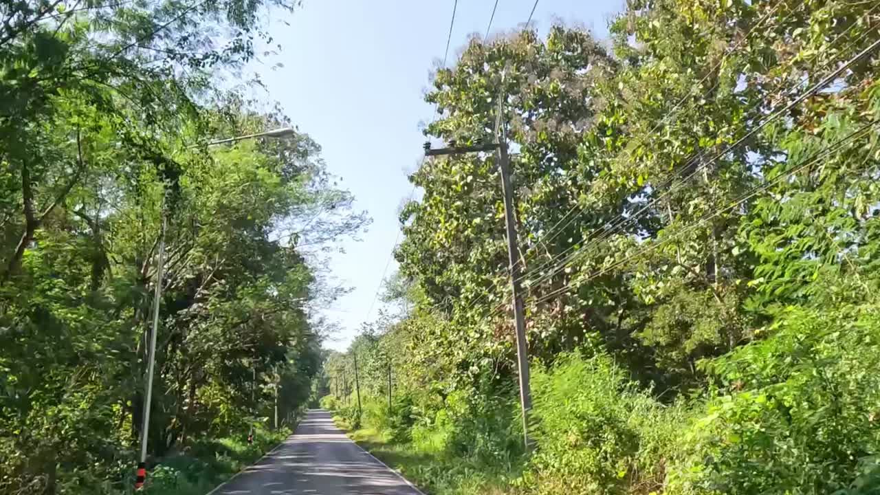 Experience a tranquil drive along a narrow road flanked by lush greenery and towering trees under a clear blue sky.