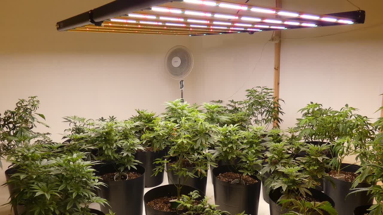 muchas plantas de cannabis jóvenes verdes debajo de luces led de diferentes colores y un ventilador en el fondo