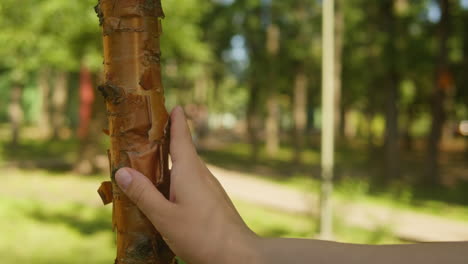 touching a tree on sunny day in the park close up macro. woman in the forest friendly hugs a tree. calm meditation