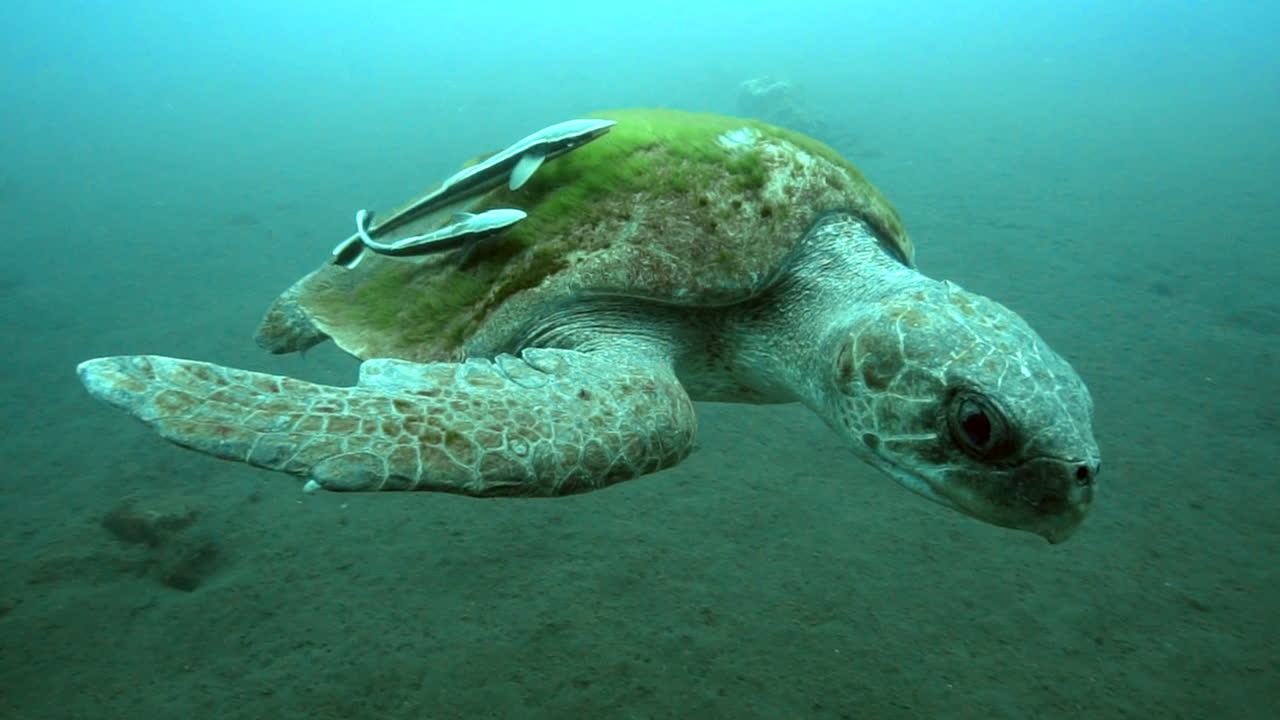 Old hawksbill turtle swimming, underwater slow motion shot and sandy bottom