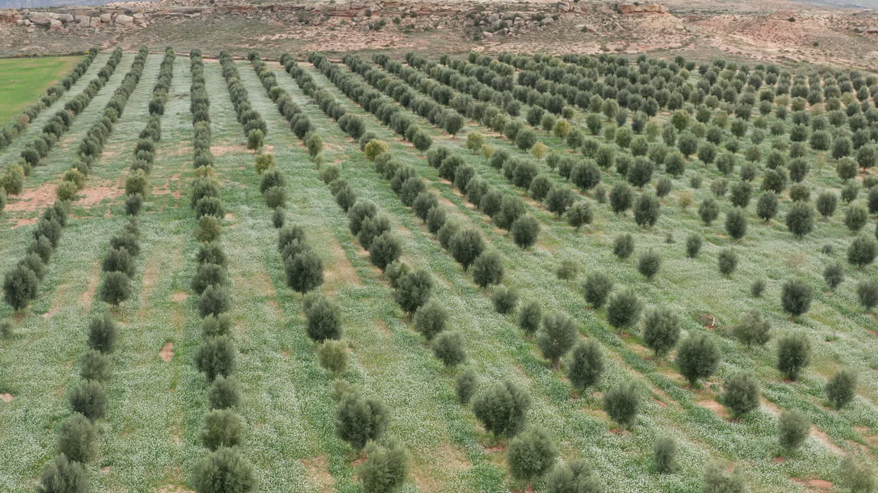 에 있는 어린 올리브 나무들의 줄, 스페인의 시골 농업