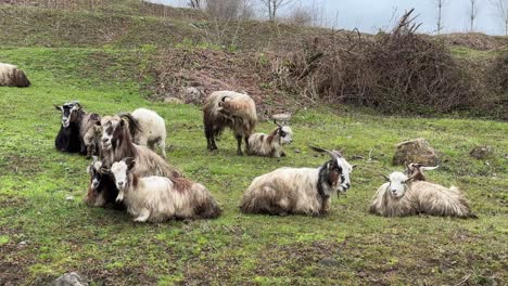 sheeps goats herding shepherd highland nature concept pastural pasture ranch in mountain fog green meadow livestock grazing in iran natural tourist attraction in gilan lamb steak fresh dairy food milk