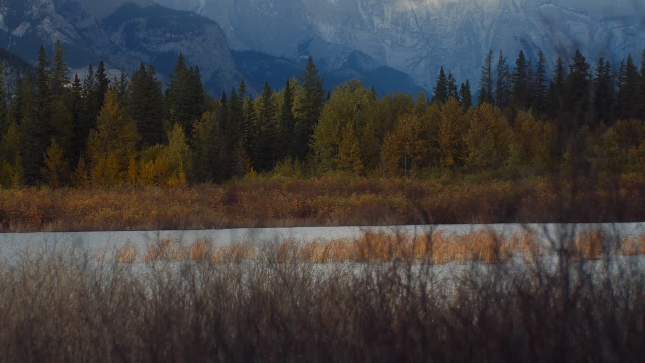 estanque ventoso con bosque con hierba alta en otoño