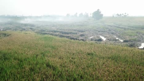 Quema-Al-Aire-Libre-En-Arrozales.