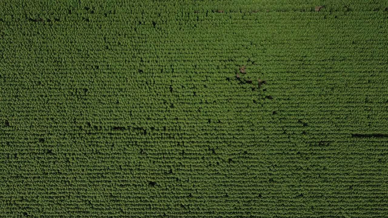 vista de arriba hacia abajo del campo de girasol verde