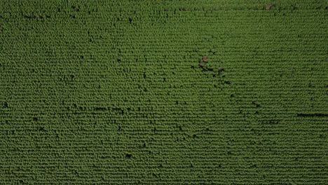 top down view of green sunflower field