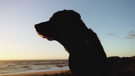 A-black-Labrador-retriever-looks-at-the-setting-sun-over-the-ocean
