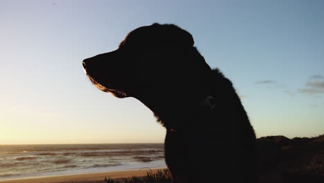 a black labrador retriever looks at the setting sun over the ocean