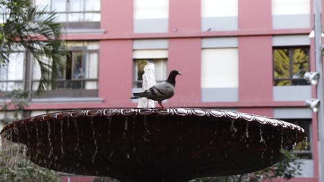 A-pigeon-walking-on-the-fountain,-Handheld-capture