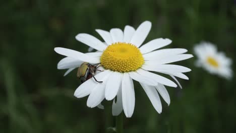 bichos apareándose encima de la flor de la margarita en cámara lenta
