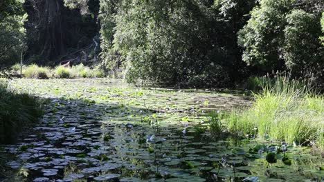 progressive view of a serene forest pond