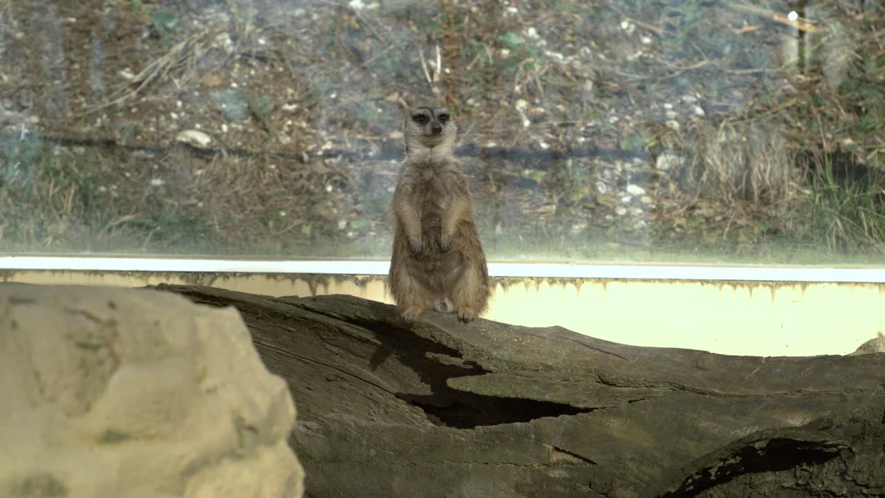 suricata che guarda in uno zoo al rallentatore