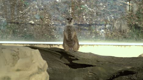 meerkat watching in a zoo in slow motion